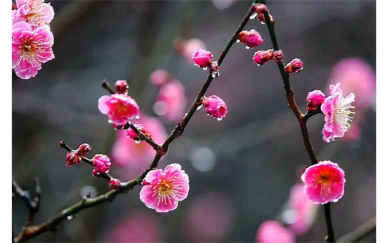 《冬天里》詩10首  作者：張峰