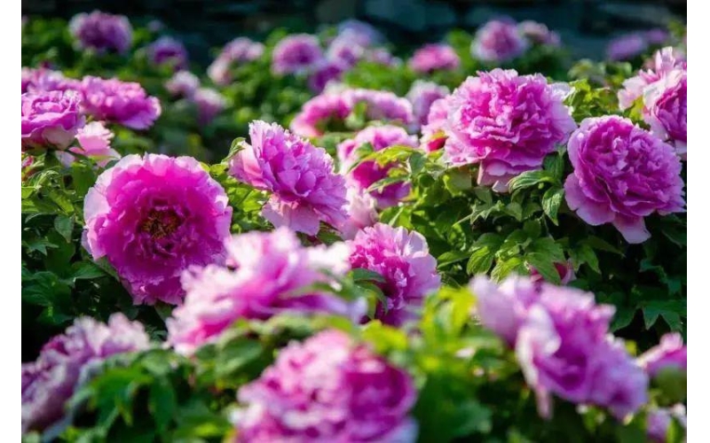 《閑花落地》  詩10首  作者：張峰