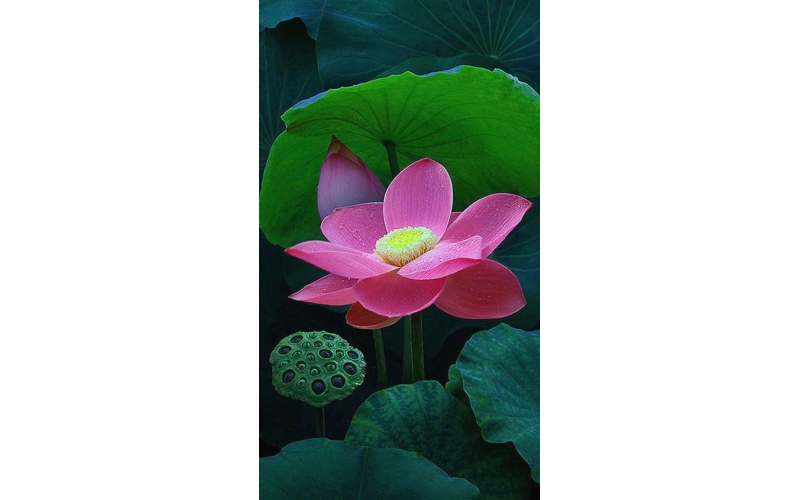 《莫彷徨》詩10首 作者：張峰