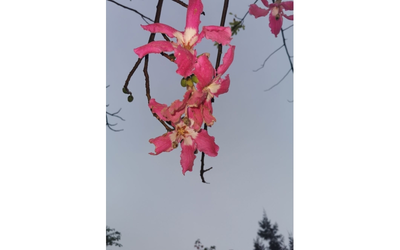 《孤雁》詩10首  作者：張峰