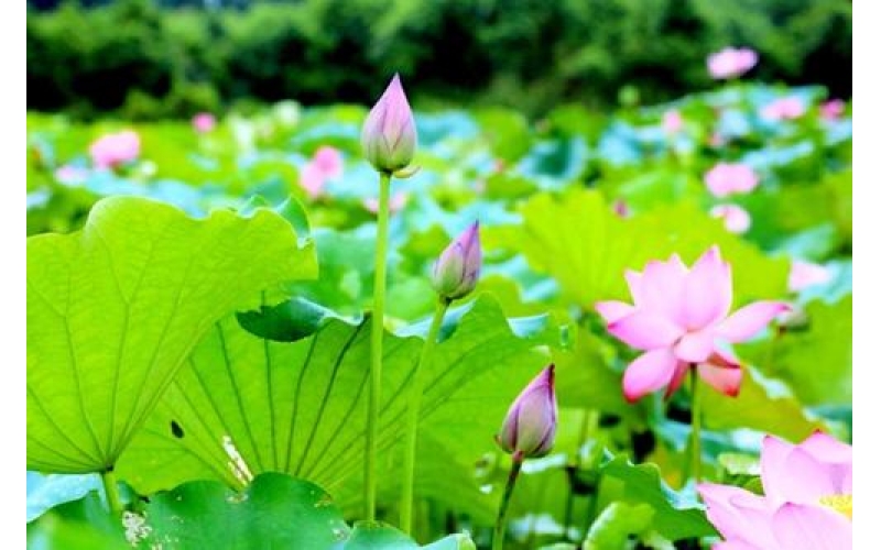 荷塘晨韻（詩10首）作者：張峰