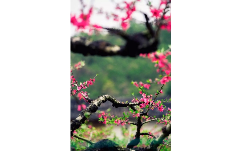黃鶴去矣（詩一組）作者：張峰