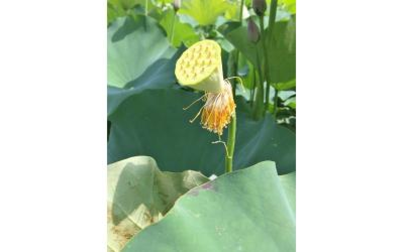 別過鳳凰（散文） 作者：張峰